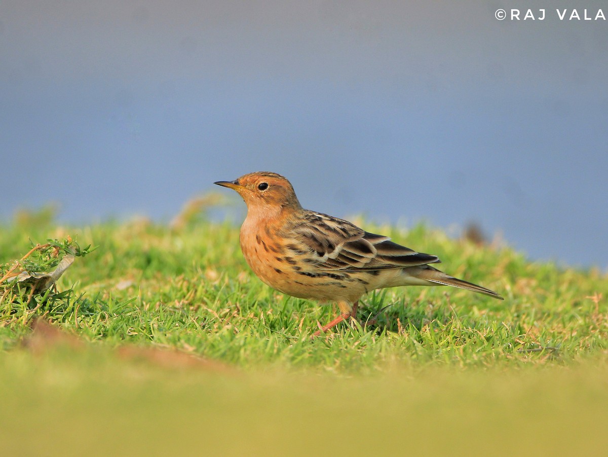 Red-throated Pipit - ML616848633