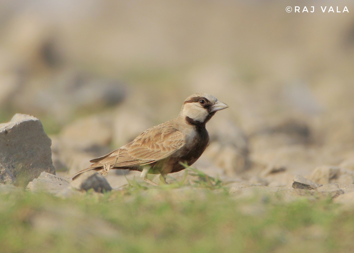 Ashy-crowned Sparrow-Lark - ML616848638