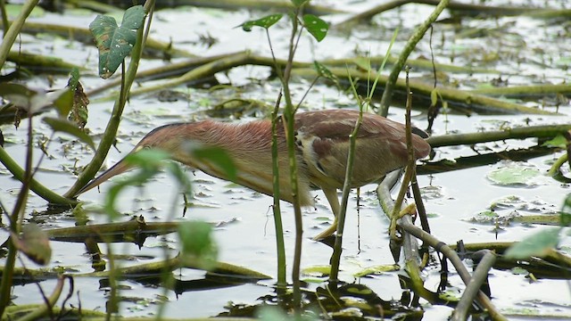 Yellow Bittern - ML616848659