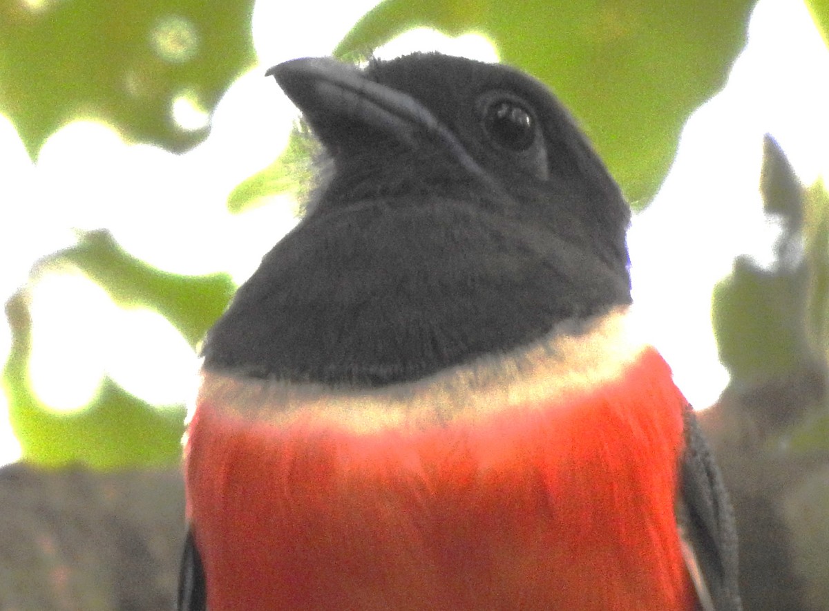 Malabar Trogon - ML616848661