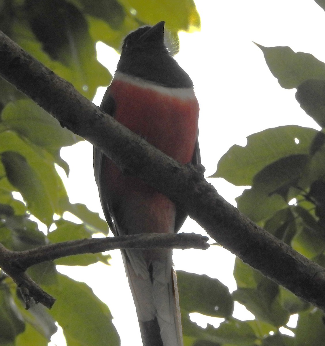 Malabar Trogon - ML616848666