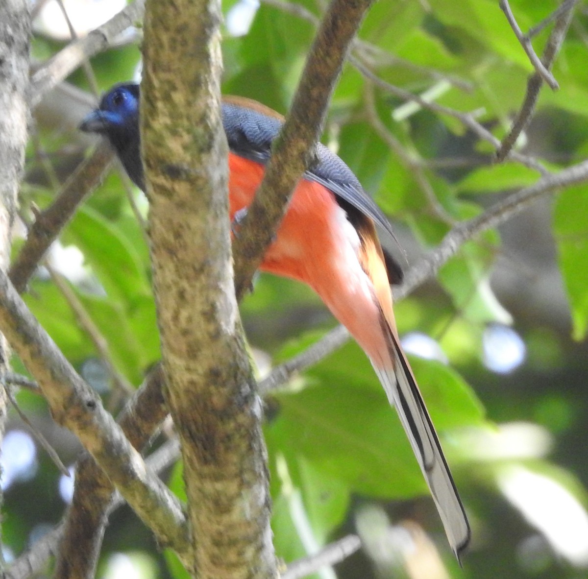 Malabar Trogon - Mohanan Choron