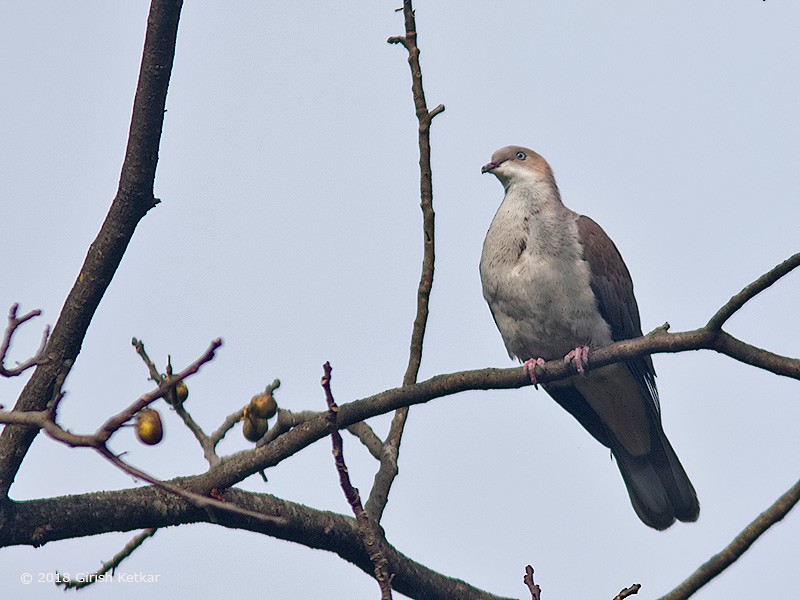 Dağ Has Güvercini - ML616848691