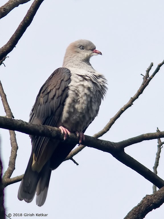 Mountain Imperial-Pigeon - GIRISH KETKAR