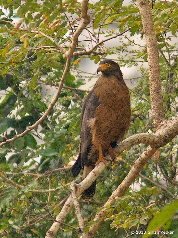 Crested Serpent-Eagle - ML616848694
