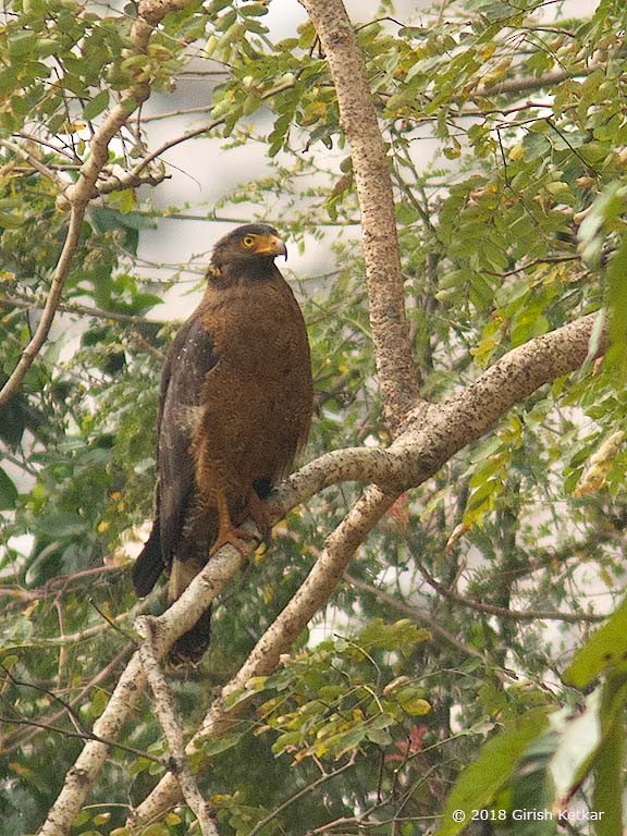 Crested Serpent-Eagle - ML616848695