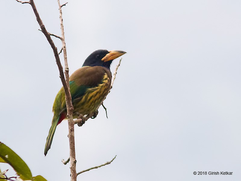 Great Barbet - ML616848698