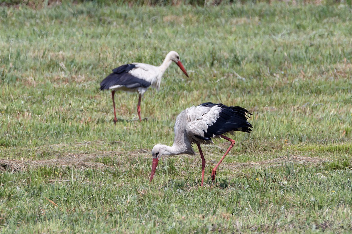 White Stork - ML616848721