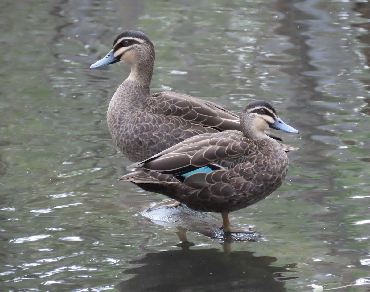 Canard à sourcils - ML616848722