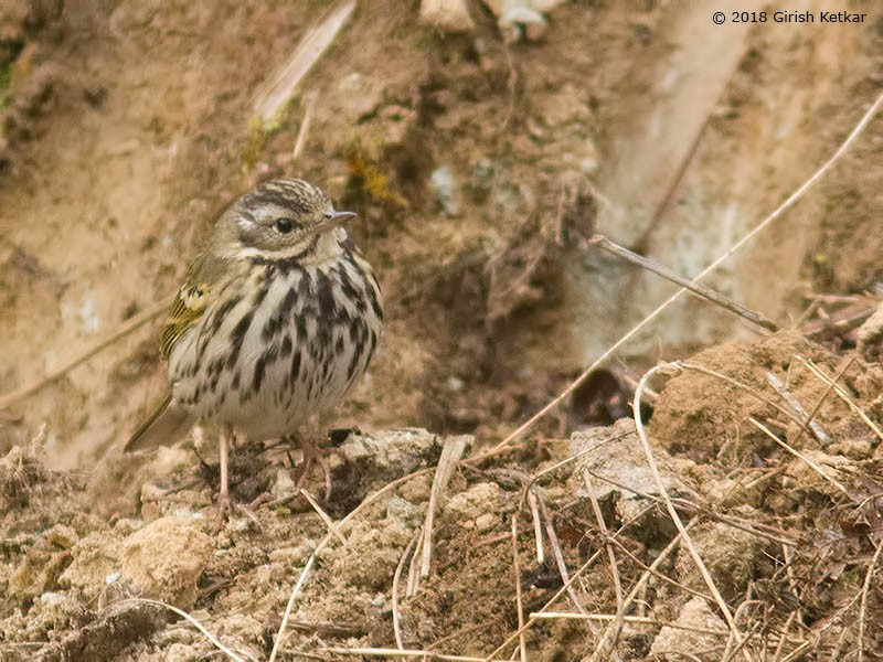 Olive-backed Pipit - ML616848724