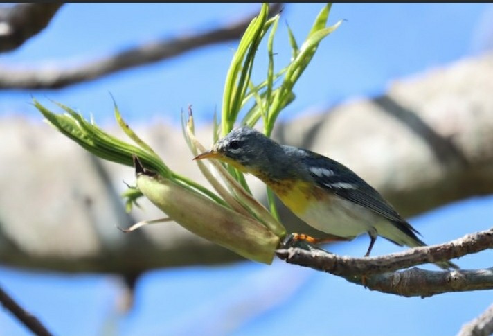 Northern Parula - Erick Bermúdez