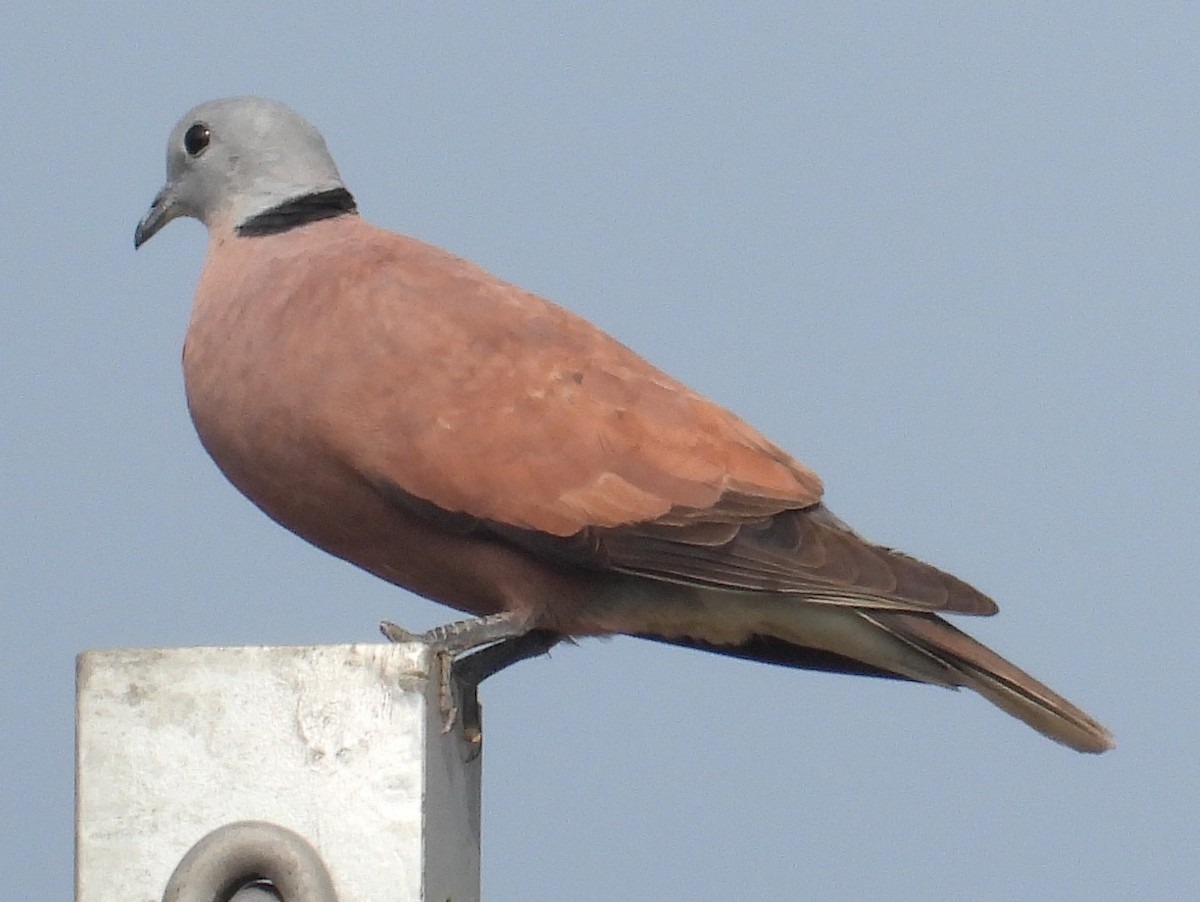 Red Collared-Dove - ML616848761
