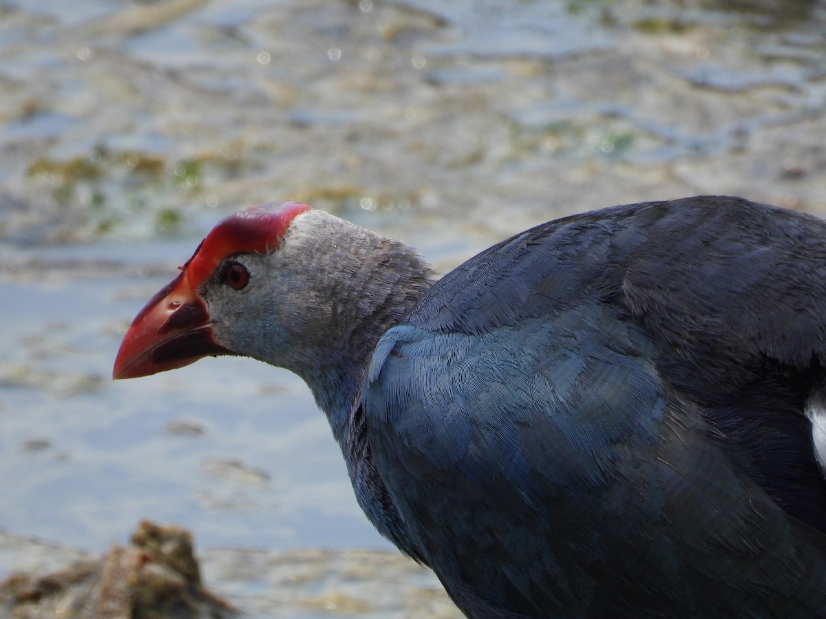 Gray-headed Swamphen - ML616848774