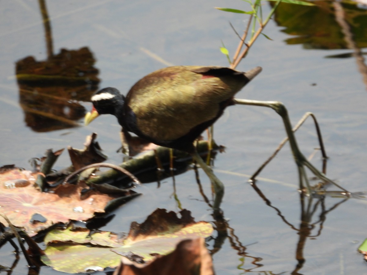 Bronze-winged Jacana - ML616848785