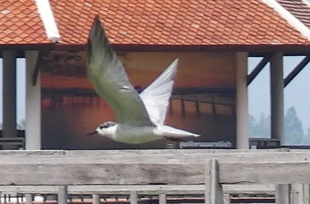 Whiskered Tern - ML616848799