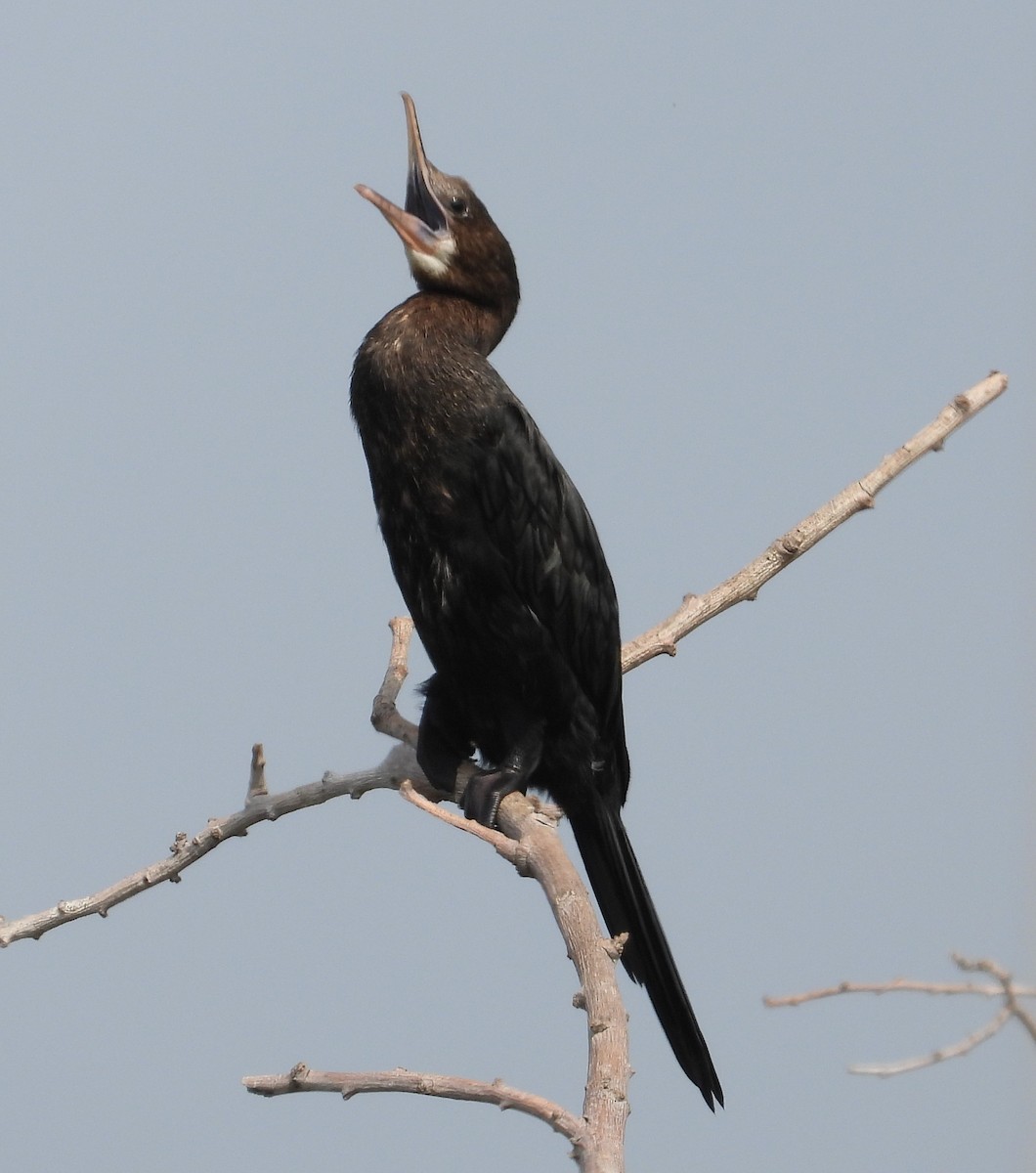 Little Cormorant - Rafael Berlanga