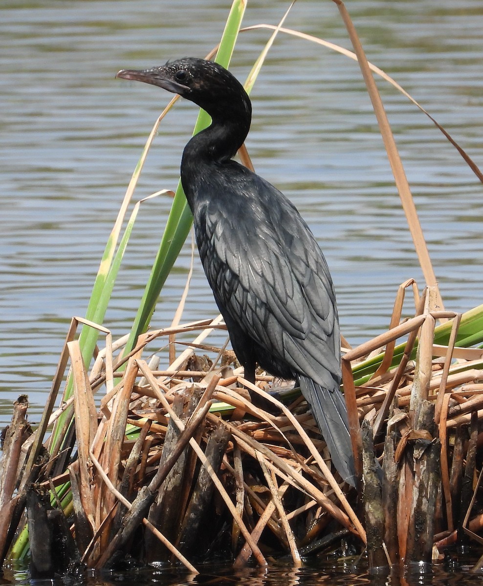 Cormoran de Vieillot - ML616848825