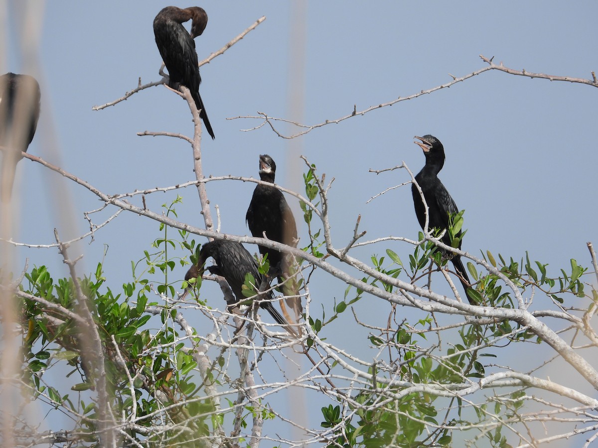 Little Cormorant - ML616848828