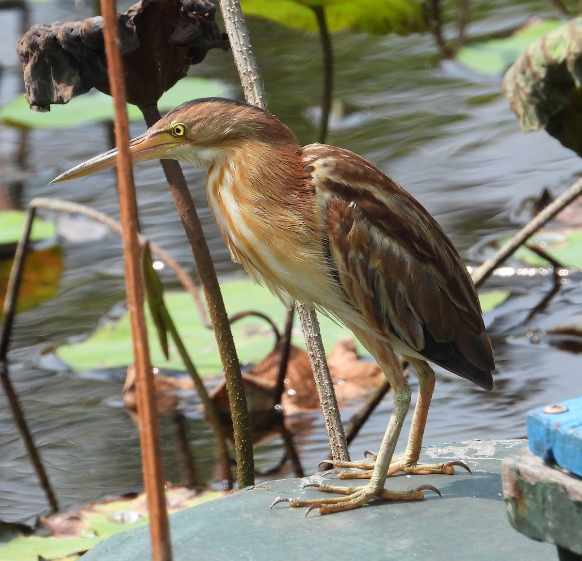 Yellow Bittern - ML616848847