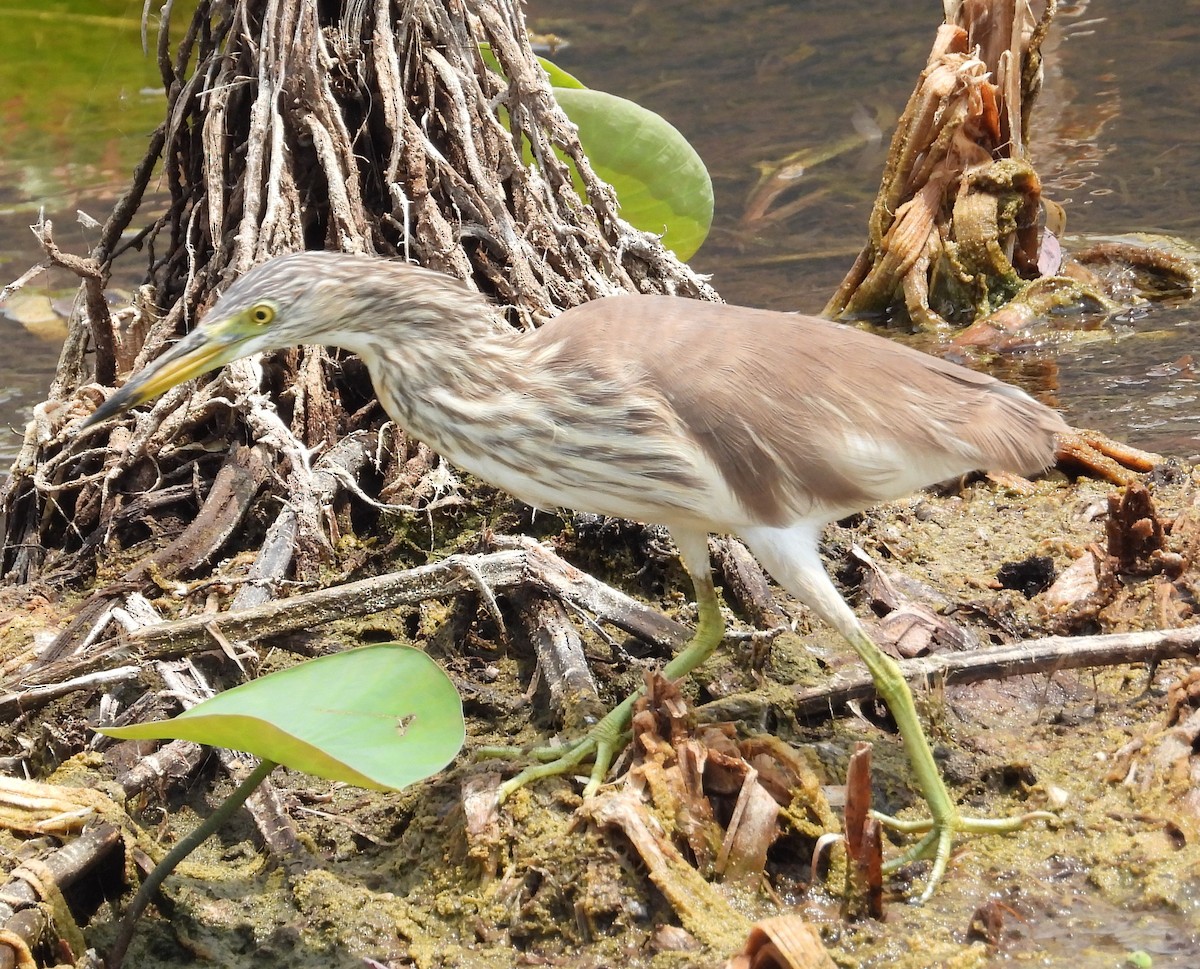 Javan Pond-Heron - ML616848852