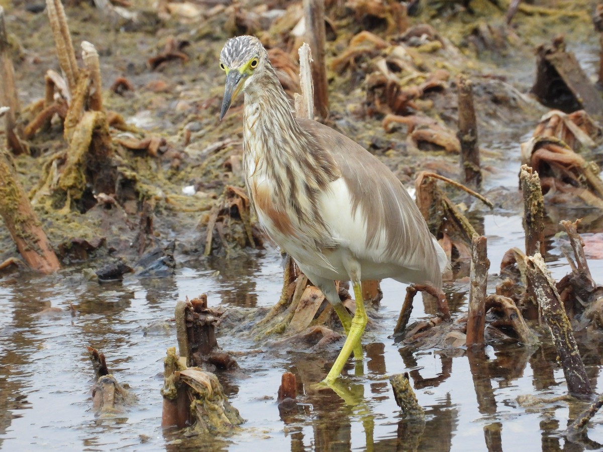 Javan Pond-Heron - ML616848853