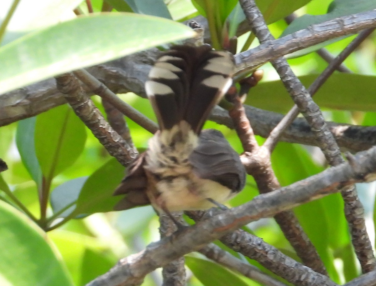 Malaysian Pied-Fantail - ML616848868