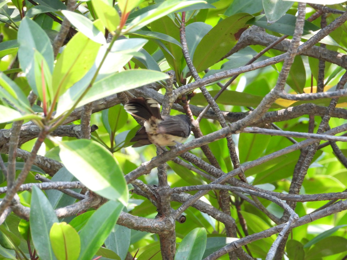 Malaysian Pied-Fantail - ML616848869