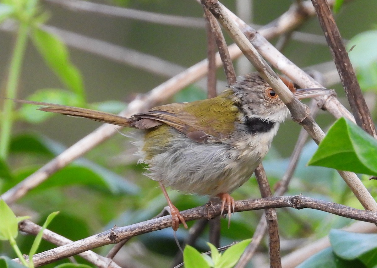 Rotstirn-Schneidervogel - ML616848887