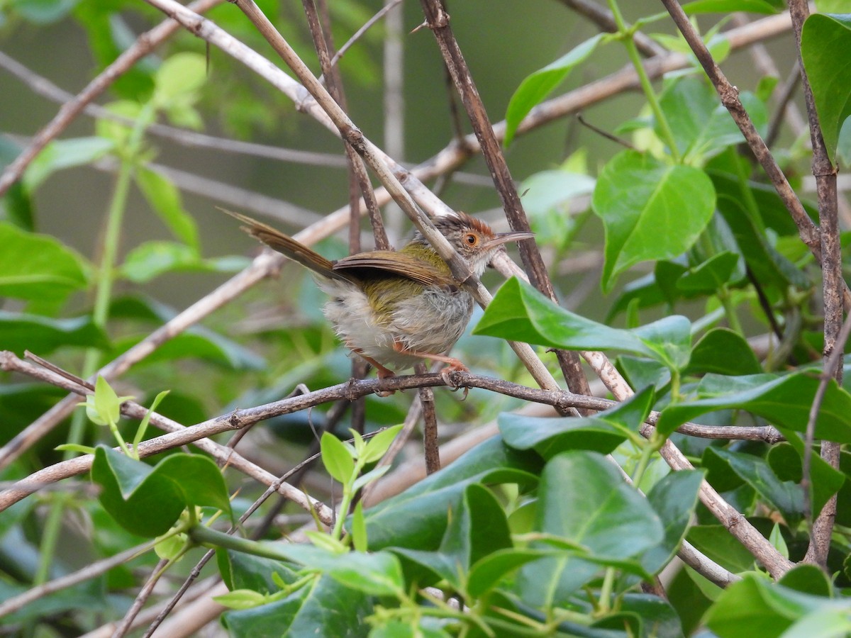 Rotstirn-Schneidervogel - ML616848888