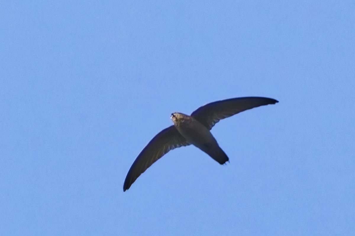 Lesser Antillean Swift - ML616848891