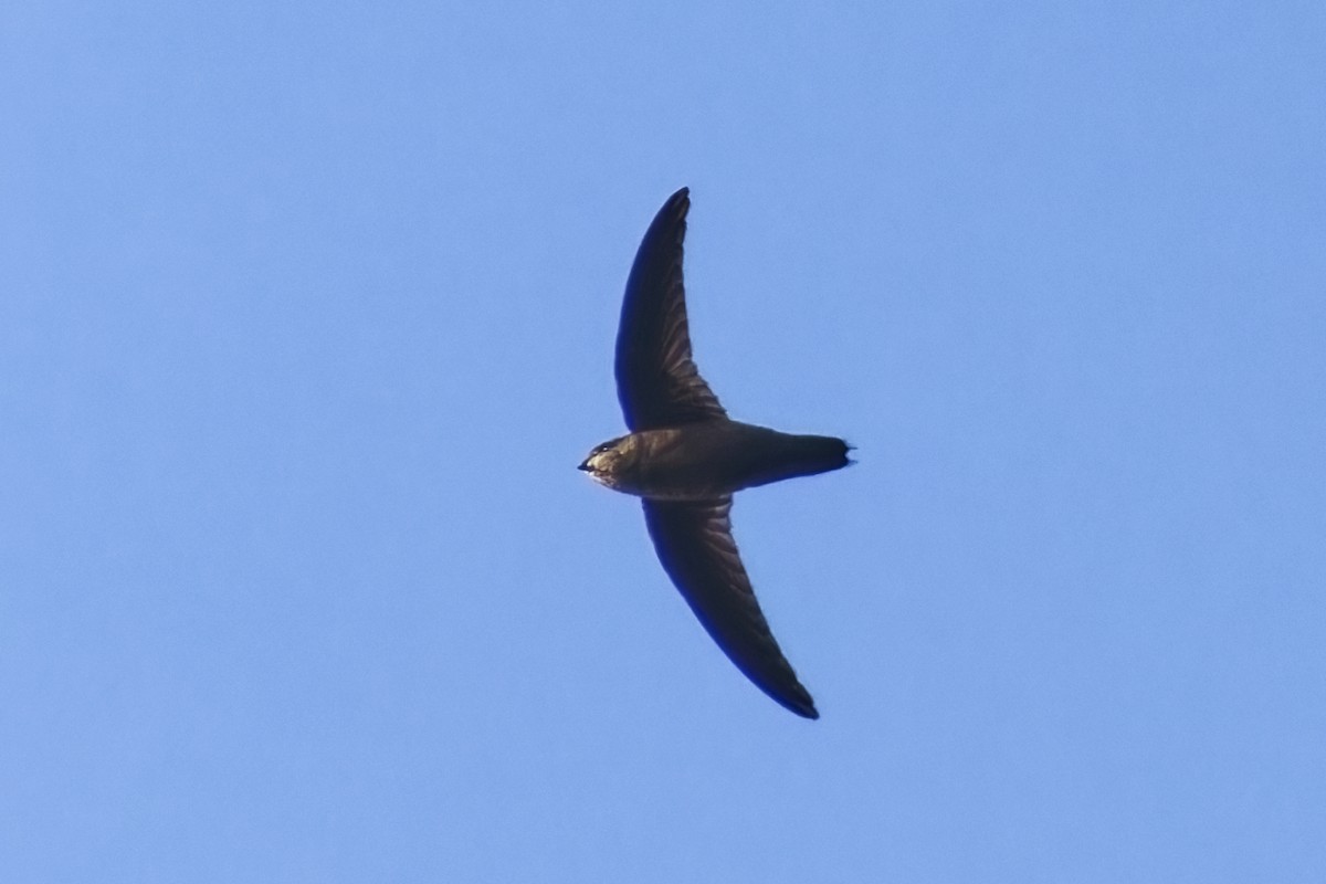 Lesser Antillean Swift - ML616848892