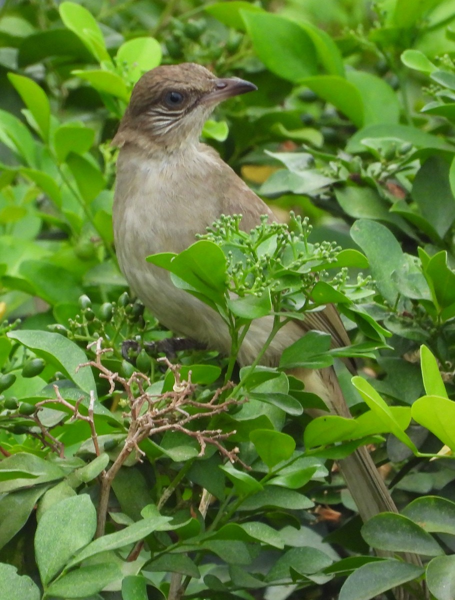 Streak-eared Bulbul - ML616848900