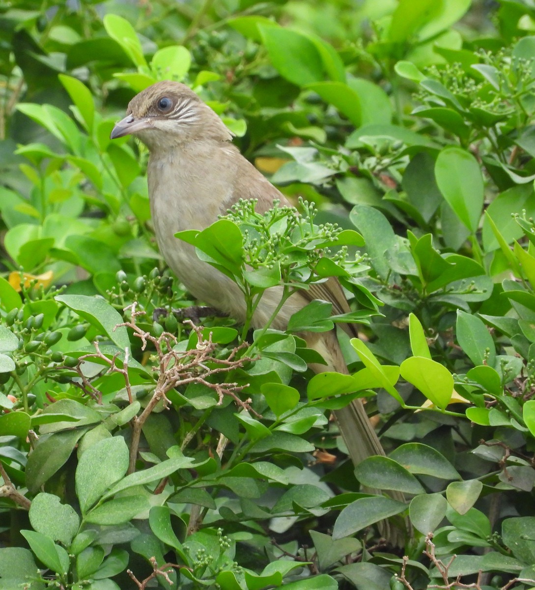 Streak-eared Bulbul - ML616848901