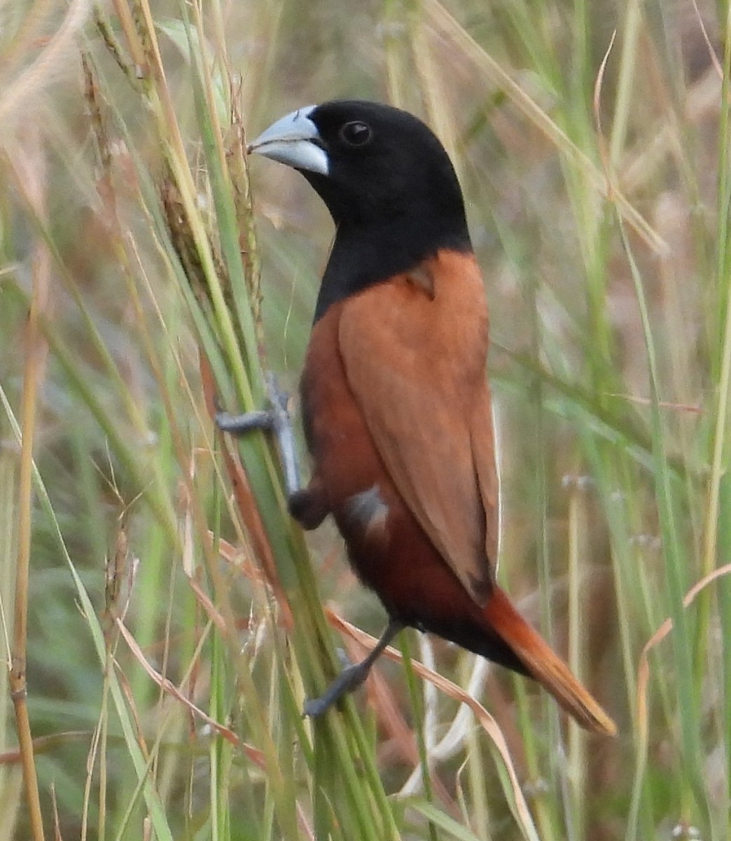 Chestnut Munia - ML616848911