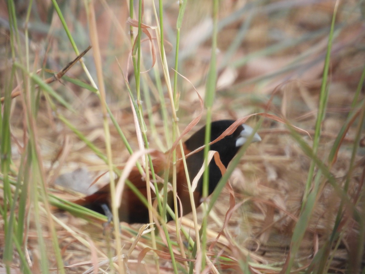 Chestnut Munia - ML616848912