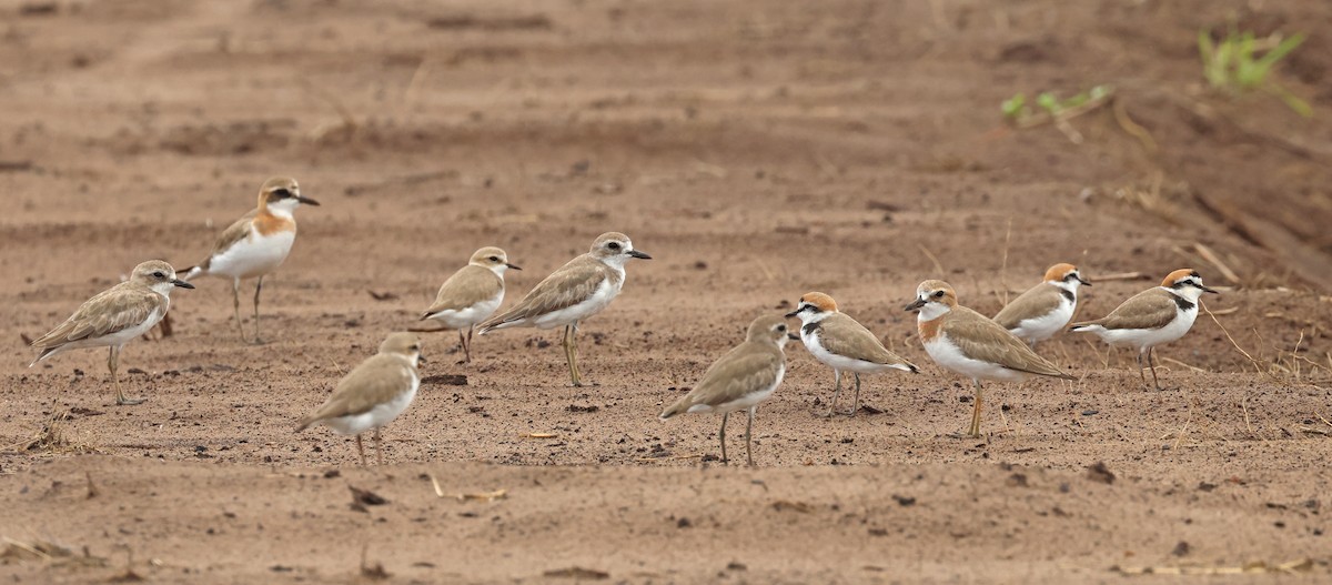 Kentish Plover - ML616848915