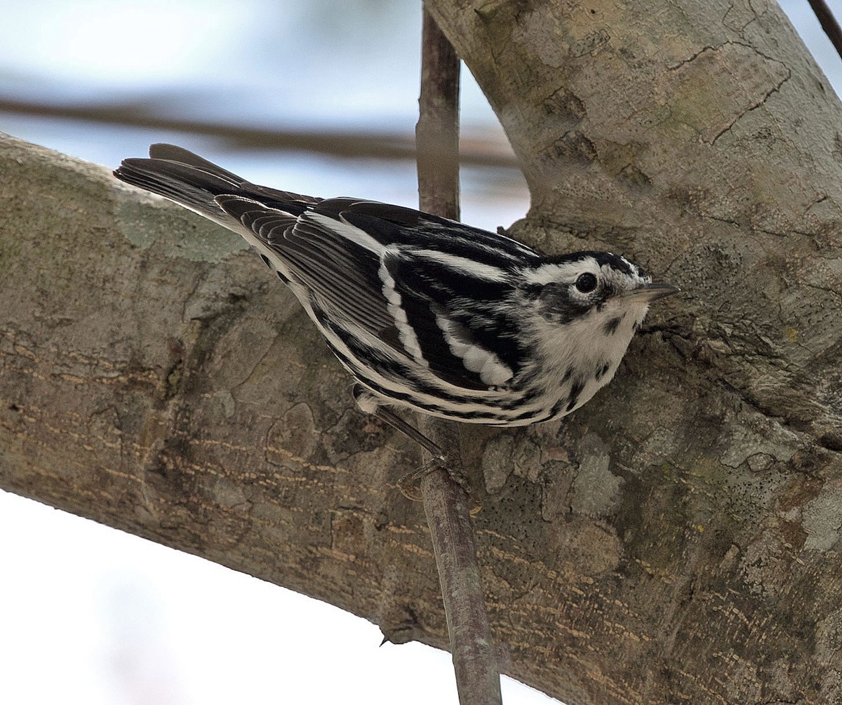 Black-and-white Warbler - Graham Ekins