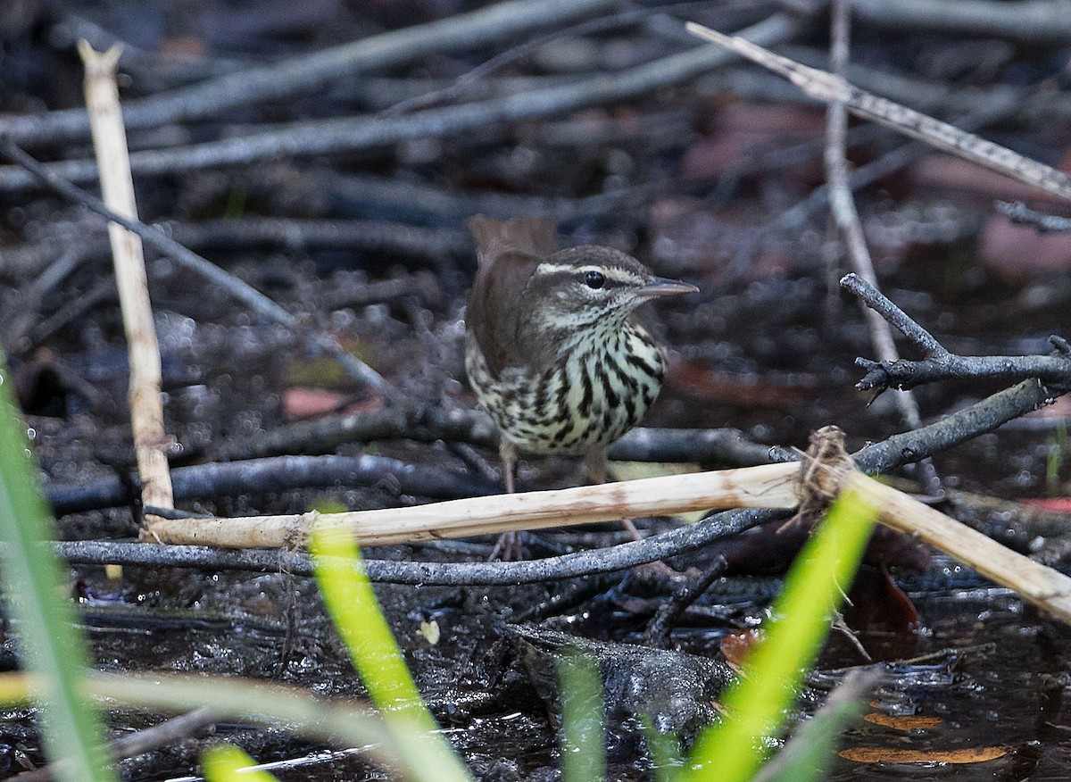 Northern Waterthrush - ML616848926