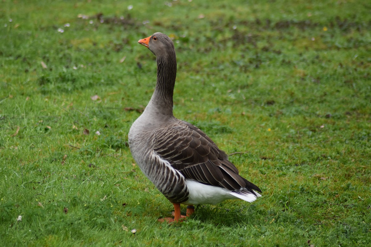 Graylag Goose (Domestic type) - ML616848928
