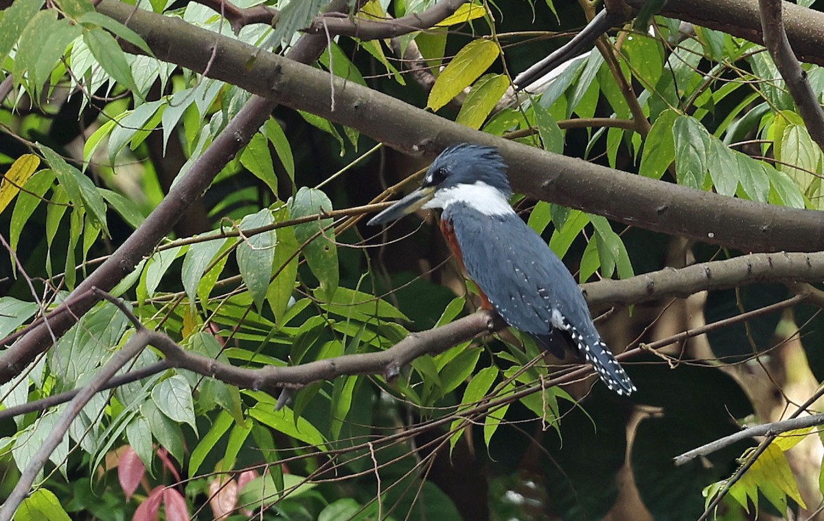 Ringed Kingfisher - ML616848969