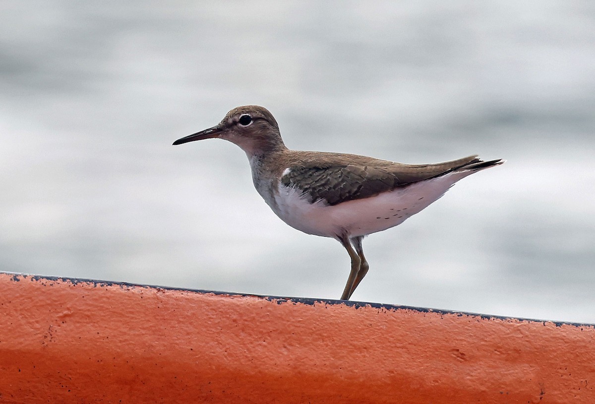 Spotted Sandpiper - ML616848971