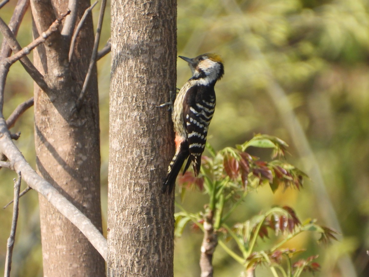 Brown-fronted Woodpecker - ML616848972