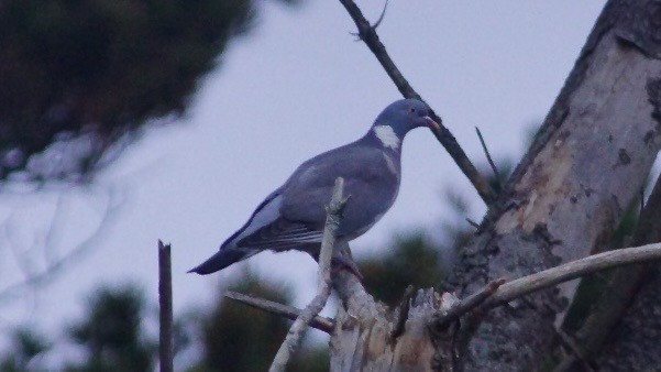 Common Wood-Pigeon - ML616848976