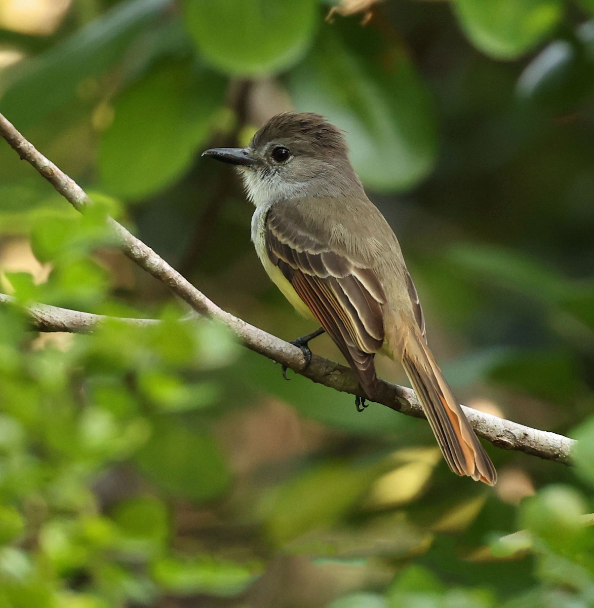 Lesser Antillean Flycatcher - ML616848983