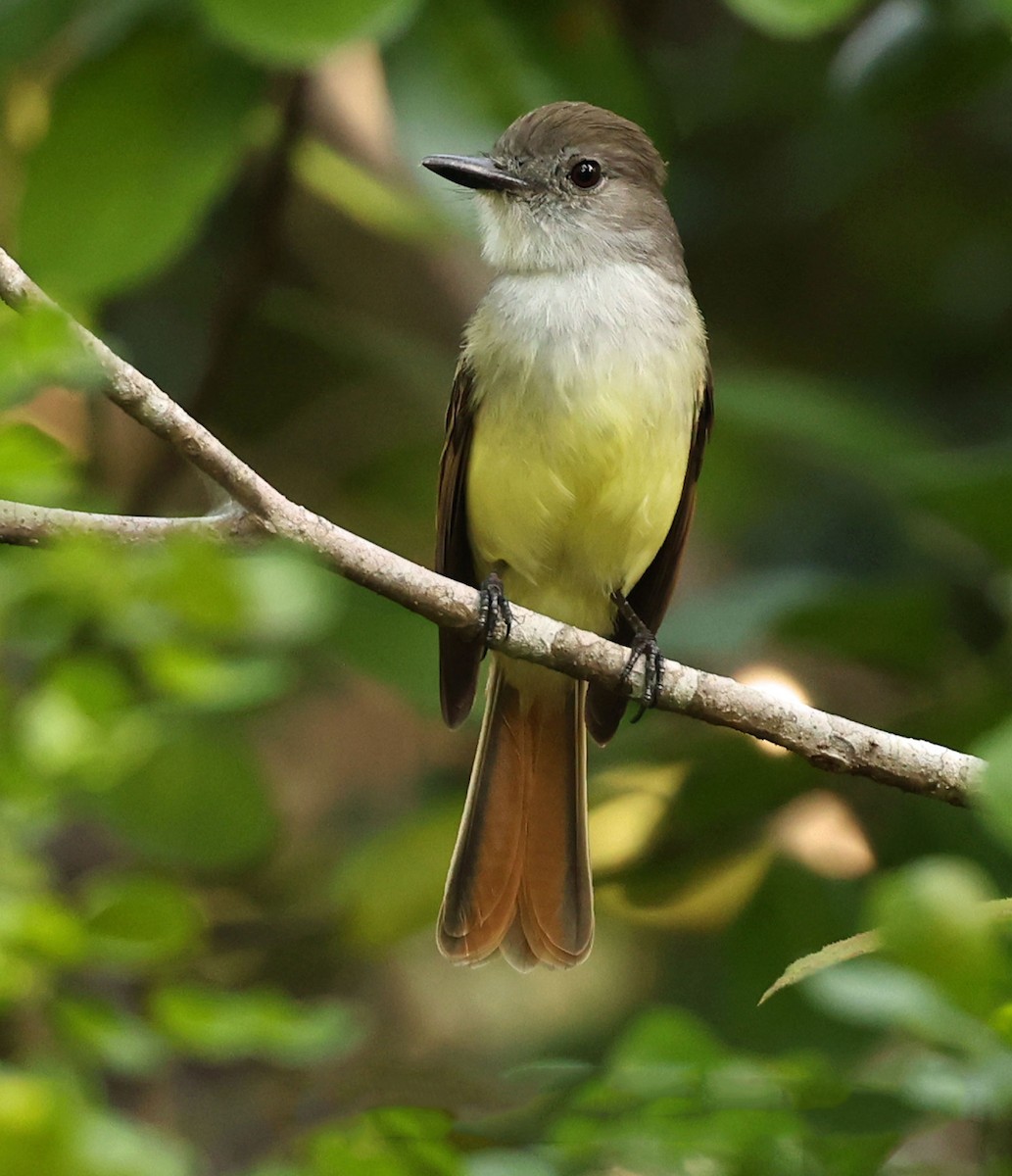 Lesser Antillean Flycatcher - ML616848984