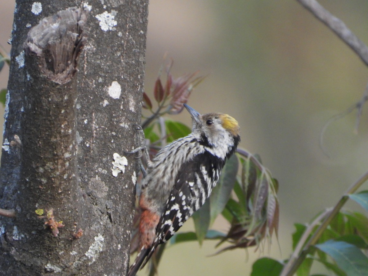 Brown-fronted Woodpecker - ML616848987
