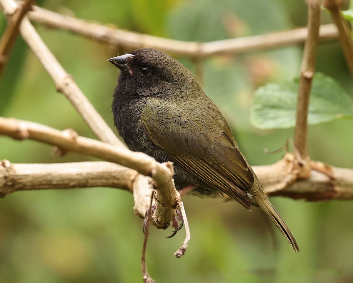 Black-faced Grassquit - ML616849003