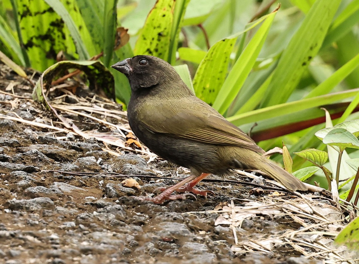 Black-faced Grassquit - ML616849004