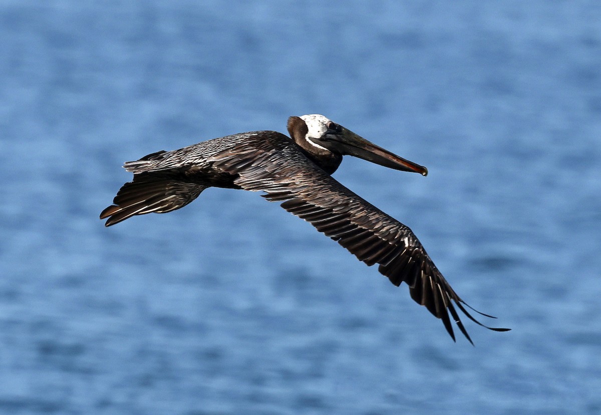 Brown Pelican - ML616849010
