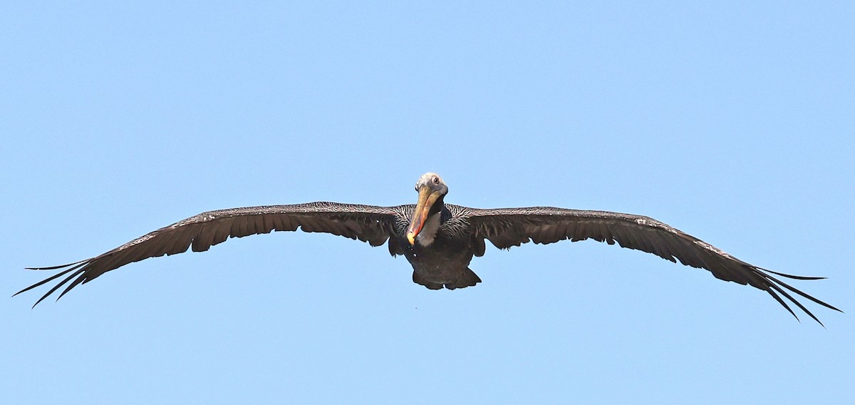 Brown Pelican - ML616849011